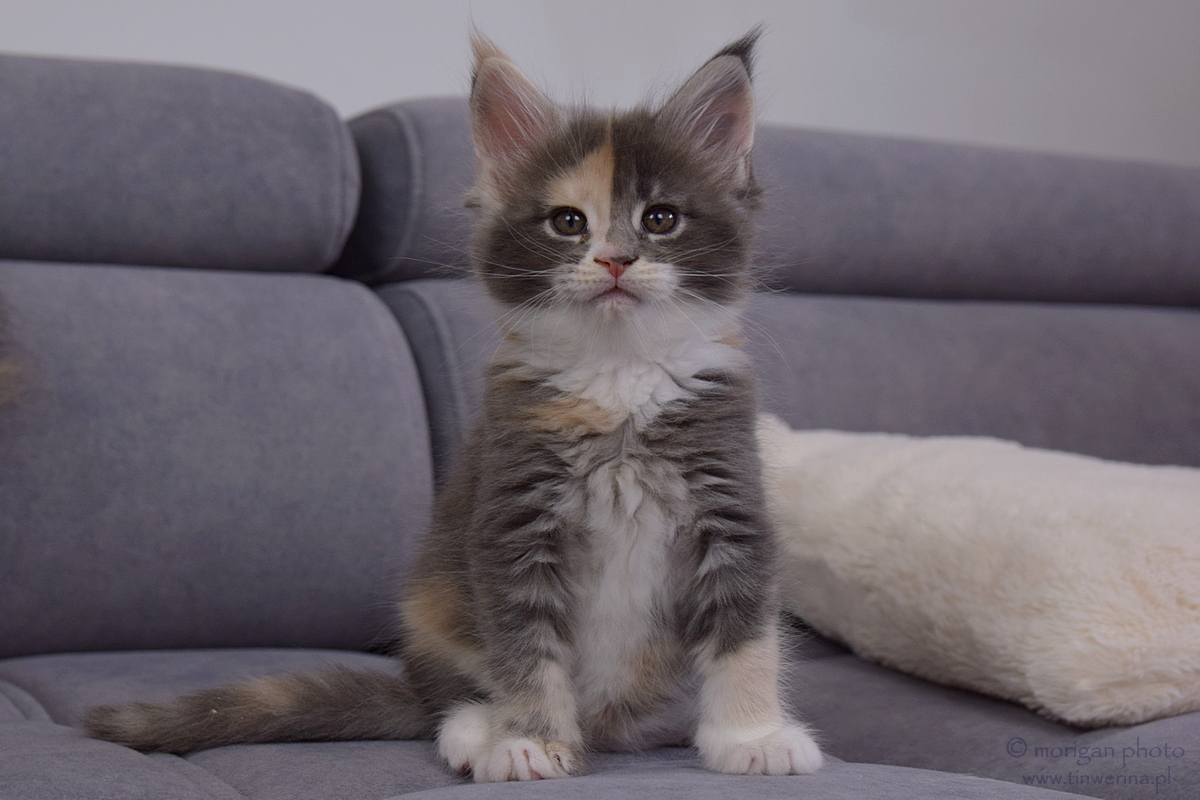 kocięta maine coon